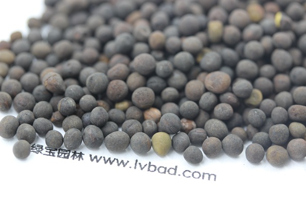 <a href='http://www.hn123.net.cn/mucaozhongzi/6.html' target='_blank'>紫花苕種子</a>