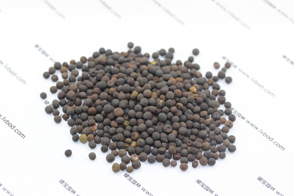 紫花苕<a href='http://www.hn123.net.cn/' target='_blank'>種子</a>