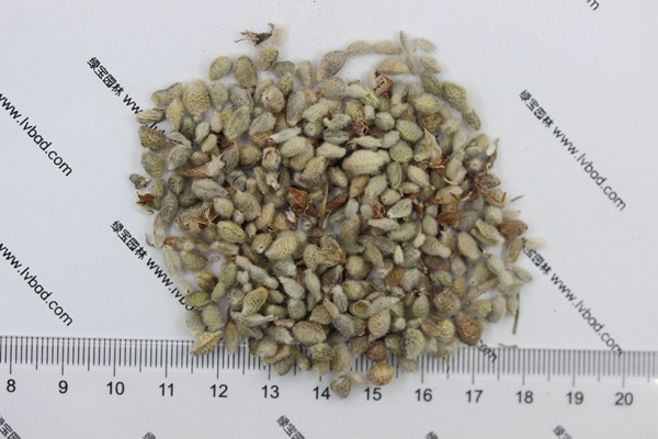 <a href='http://www.hn123.net.cn/mucaozhongzi/1685.html' target='_blank'>花棒種子</a>
