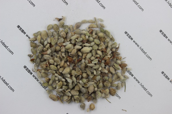 <a href='http://www.hn123.net.cn/mucaozhongzi/1685.html' target='_blank'>花棒</a><a href='http://www.hn123.net.cn/' target='_blank'>種子</a>