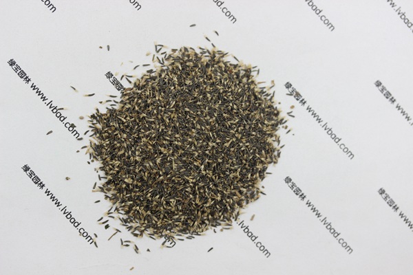 <a href='http://www.hn123.net.cn/caohuazhongzi/1074.html' target='_blank'>藿香薊</a><a href='http://www.hn123.net.cn/' target='_blank'>種子</a>