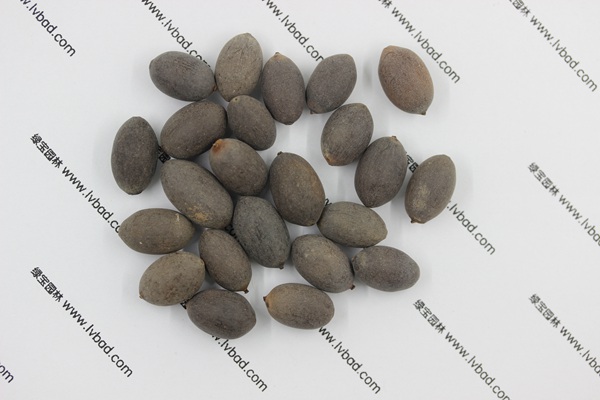 <a href='http://www.hn123.net.cn/caohuazhongzi/1059.html' target='_blank'>荷花</a><a href='http://www.hn123.net.cn/' target='_blank'>種子</a>