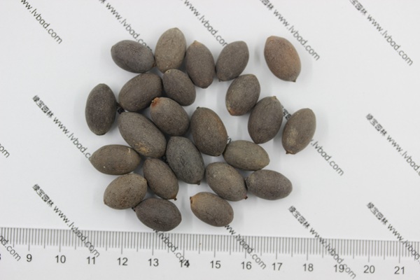 荷花<a href='http://www.hn123.net.cn/' target='_blank'>種子</a>