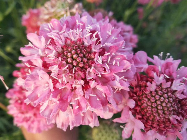 <a href='http://www.hn123.net.cn/caohuazhongzi/16014.html' target='_blank'>紫盆花種子</a>