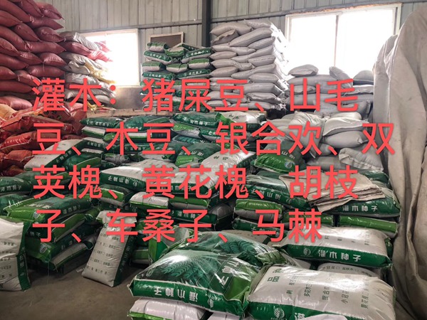 <a href='http://www.hn123.net.cn/linmuzhongzi/16015.html' target='_blank'>刺槐種子</a>