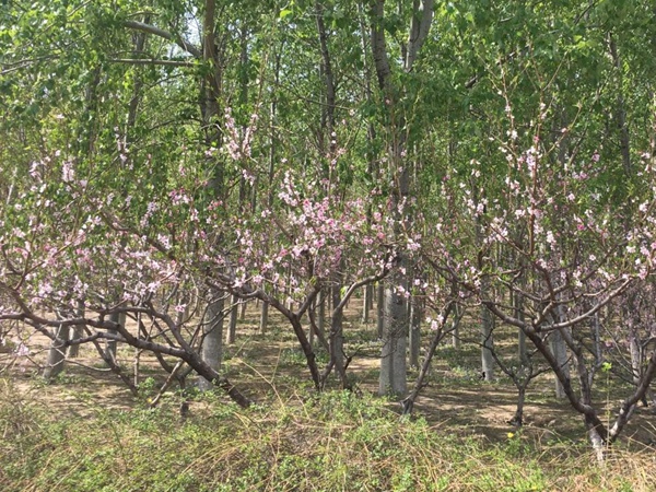 山桃<a href='http://www.hn123.net.cn/' target='_blank'>種子</a>