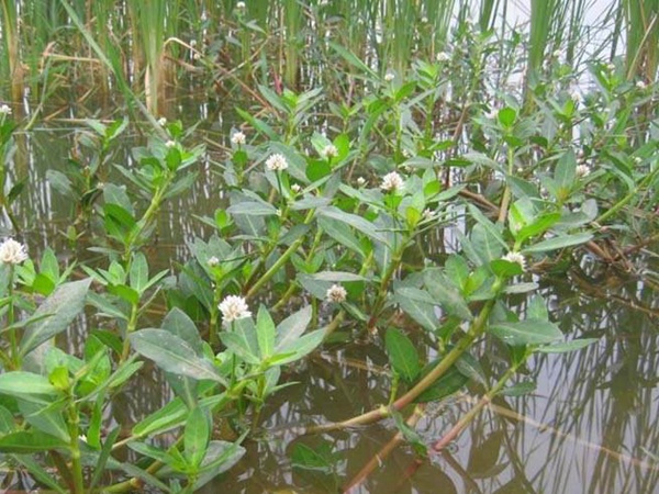 <a href='http://www.hn123.net.cn/shuicaozhongzi/1869.html' target='_blank'>空心蓮子草</a>