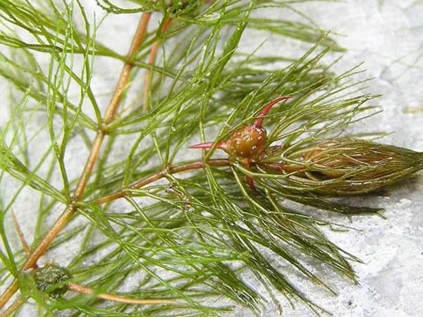 金魚(yú)藻<a href='http://www.hn123.net.cn/' target='_blank'>種子</a>