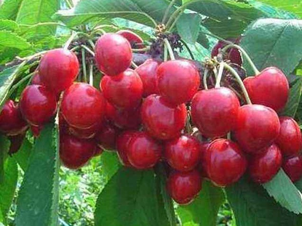 <a href='http://www.hn123.net.cn/guoshuzhongzi/2186.html' target='_blank'>山櫻桃</a>