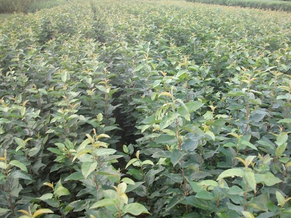 <a href='http://www.hn123.net.cn/guoshuzhongzi/2008.html' target='_blank'>杜梨</a>