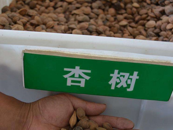 <a href='http://www.hn123.net.cn/guoshuzhongzi/2123.html' target='_blank'>杏樹</a><a href='http://www.hn123.net.cn/' target='_blank'>種子</a>