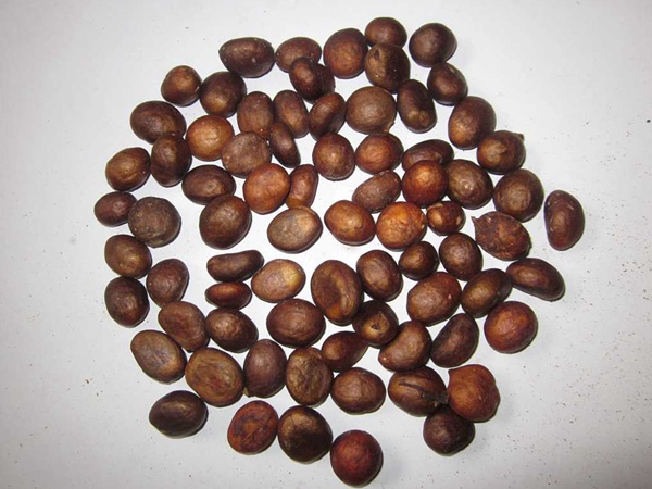 <a href='http://www.hn123.net.cn/guoshuzhongzi/1886.html' target='_blank'>枇杷種子</a>