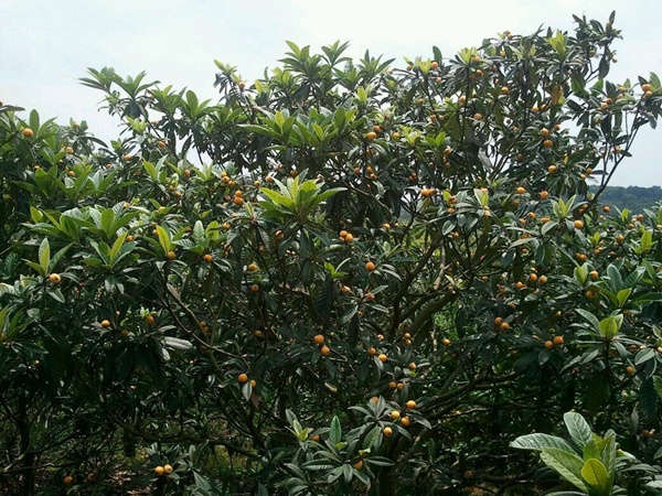 <a href='http://www.hn123.net.cn/guoshuzhongzi/1886.html' target='_blank'>枇杷種子</a>