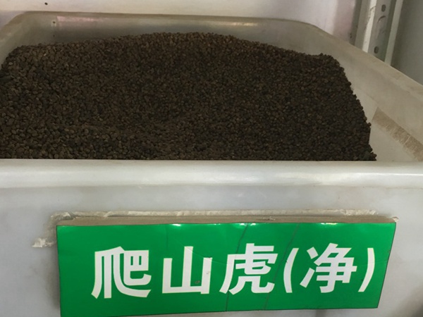 <a href='http://www.hn123.net.cn/linmuzhongzi/2193.html' target='_blank'>爬山虎種子</a>