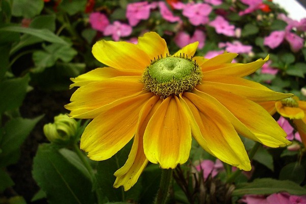 <a href='http://www.hn123.net.cn/caohuazhongzi/16049.html' target='_blank'>金光菊</a>