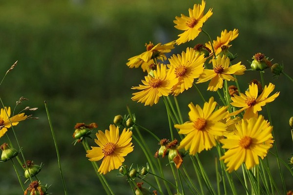 <a href='http://www.hn123.net.cn/caohuazhongzi/16049.html' target='_blank'>金光菊</a>