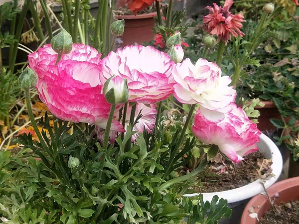 <a href='http://www.hn123.net.cn/caohuazhongzi/16052.html' target='_blank'>花毛茛</a>
