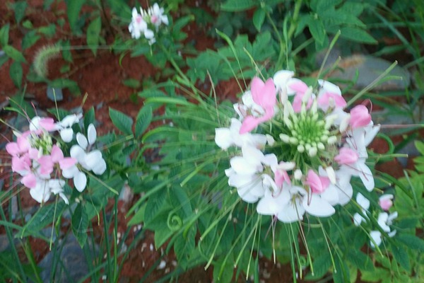 <a href='http://www.hn123.net.cn/caohuazhongzi/16533.html' target='_blank'>醉碟花</a>