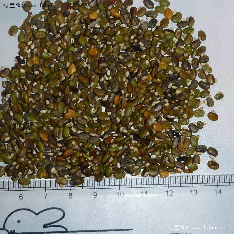 <a href='http://www.hn123.net.cn/linmuzhongzi/22339.html' target='_blank'>山毛豆</a>