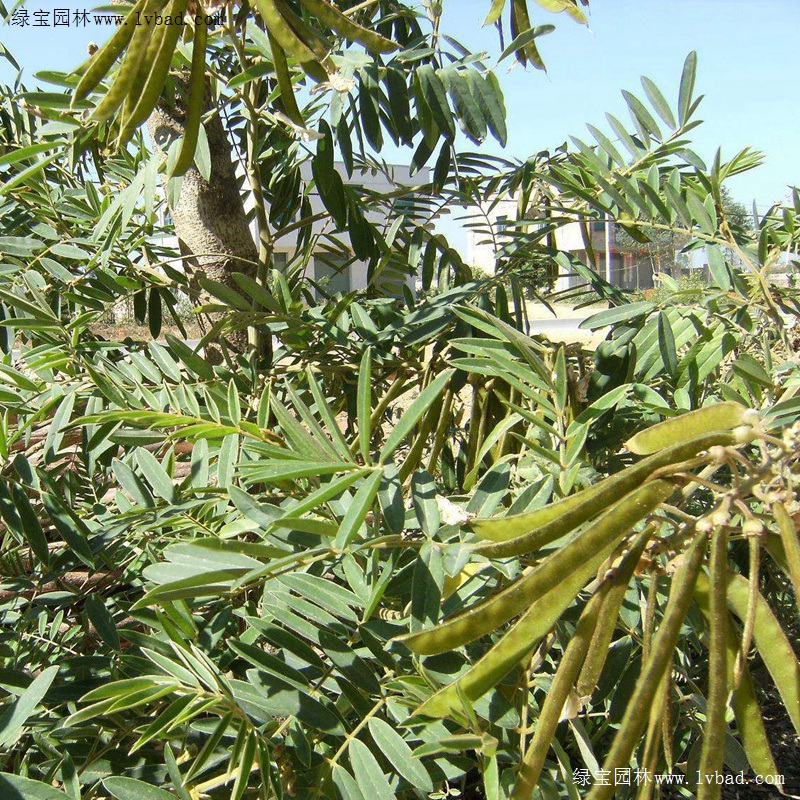 <a href='http://www.hn123.net.cn/linmuzhongzi/22339.html' target='_blank'>山毛豆</a>
