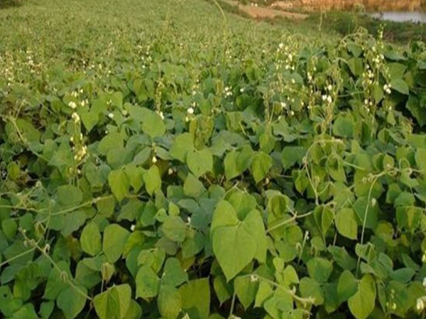 <a href='http://www.hn123.net.cn/mucaozhongzi/23270.html' target='_blank'>拉巴豆種子</a>