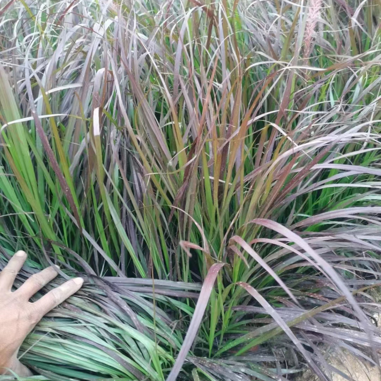 紫葉<a href='http://www.hn123.net.cn/mucaozhongzi/1687.html' target='_blank'>狼尾草</a>容器苗