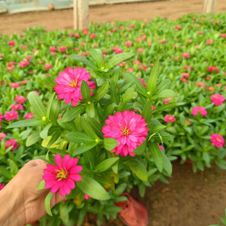 <a href='http://www.hn123.net.cn/caohuazhongzi/1020.html' target='_blank'>百日草</a>