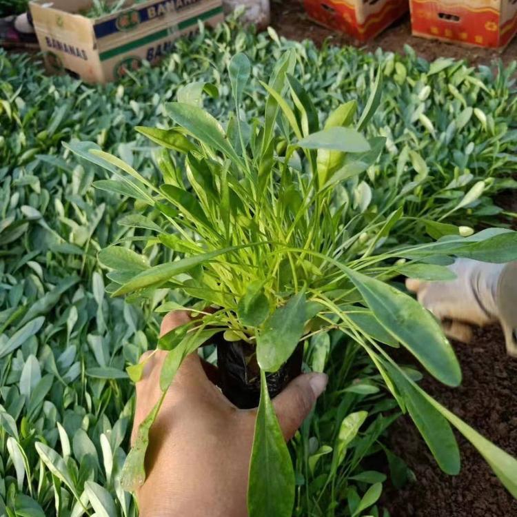 <a href='http://www.hn123.net.cn/caohuazhongzi/1568.html' target='_blank'>金雞菊</a>