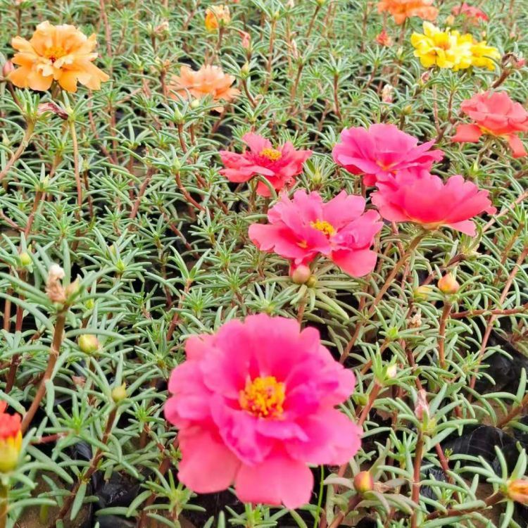 <a href='http://www.hn123.net.cn/caohuazhongzi/16045.html' target='_blank'>太陽花</a>