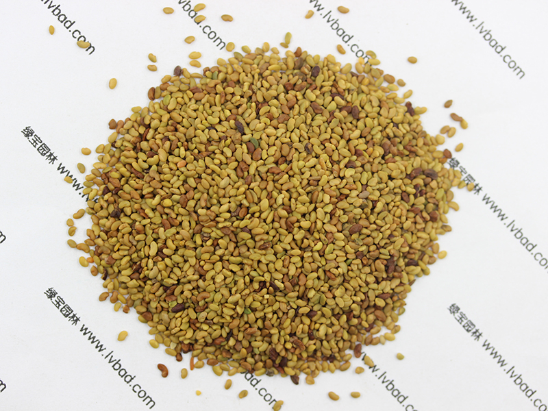 紫花<a href='http://www.hn123.net.cn/mucaozhongzi/5.html' target='_blank'>苜蓿</a><a href='http://www.hn123.net.cn/' target='_blank'>種子</a>
