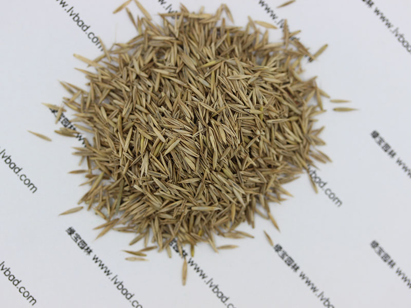 <a href='http://www.hn123.net.cn/caopingzhongzi/1681.html' target='_blank'>紫羊茅種子</a>