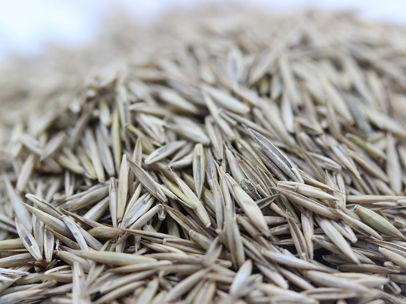 <a href='http://www.hn123.net.cn/caopingzhongzi/1681.html' target='_blank'>紫羊茅</a><a href='http://www.hn123.net.cn/' target='_blank'>種子</a>