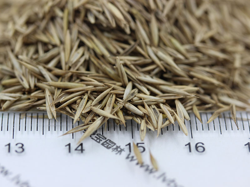 <a href='http://www.hn123.net.cn/caopingzhongzi/1681.html' target='_blank'>紫羊茅種子</a>