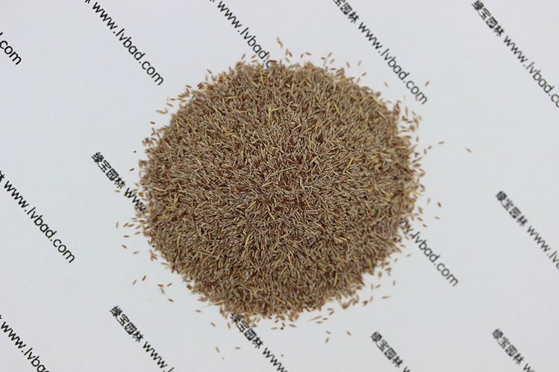 <a href='http://www.hn123.net.cn/caopingzhongzi/1670.html' target='_blank'>剪股穎種子</a>