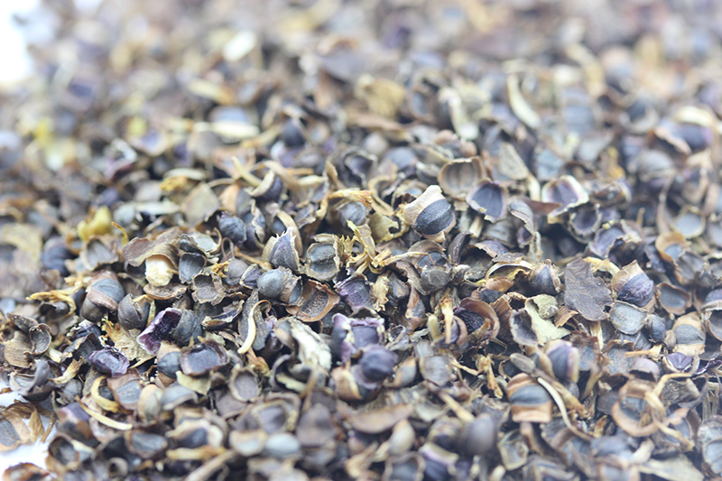 金雞菊<a href='http://www.hn123.net.cn/' target='_blank'>種子</a>
