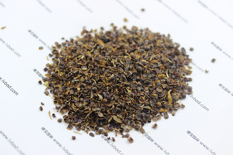 金雞菊<a href='http://www.hn123.net.cn/' target='_blank'>種子</a>