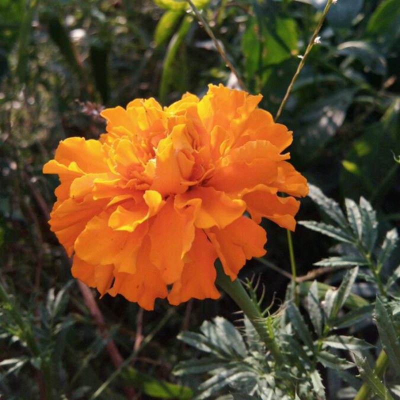 <a href='http://www.hn123.net.cn/caohuazhongzi/1631.html' target='_blank'>萬壽菊</a>