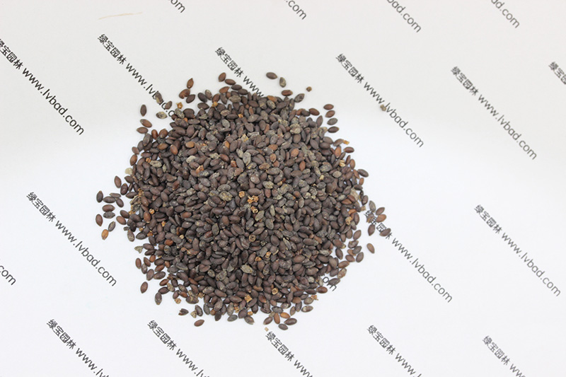 <a href='http://www.hn123.net.cn/caohuazhongzi/1626.html' target='_blank'>鼠尾草種子</a>
