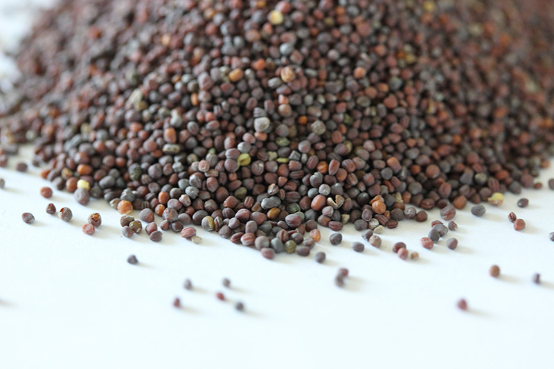 油菜<a href='http://www.hn123.net.cn/' target='_blank'>種子</a>