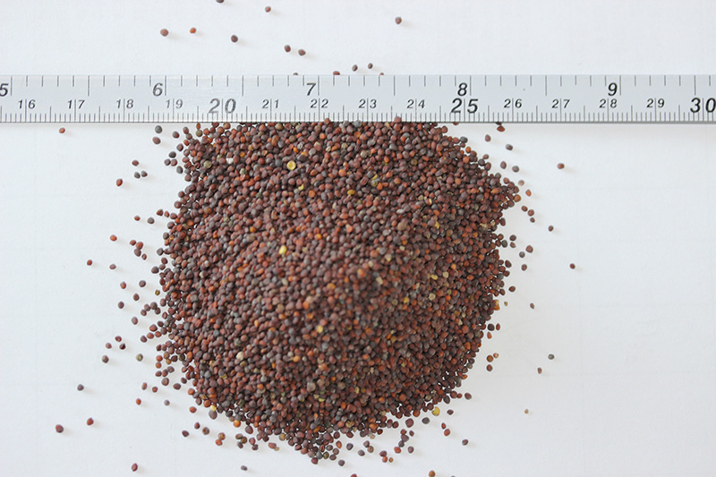 <a href='http://www.hn123.net.cn/caohuazhongzi/17855.html' target='_blank'>油菜種子</a>