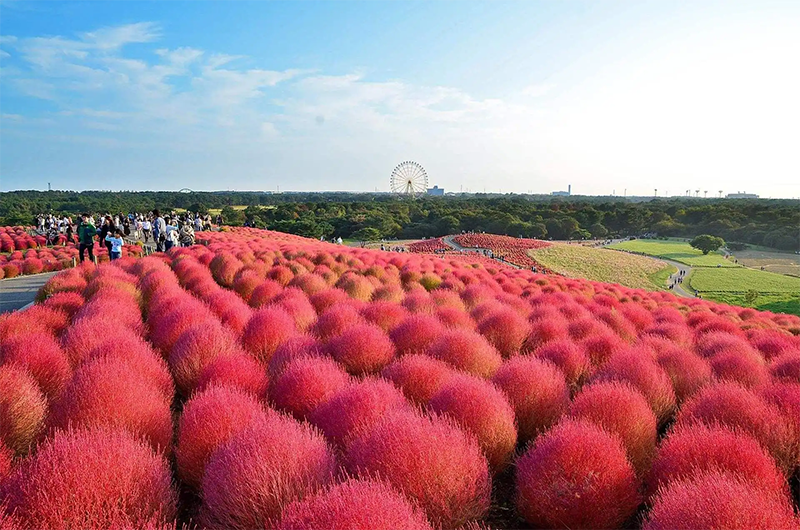 紅葉<a href='http://www.hn123.net.cn/caohuazhongzi/1041.html' target='_blank'>地膚</a>植株圖片