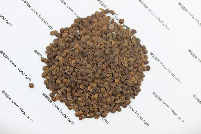 <a href='http://www.hn123.net.cn/caohuazhongzi/1058.html' target='_blank'>含羞草</a><a href='http://www.hn123.net.cn/' target='_blank'>種子</a>