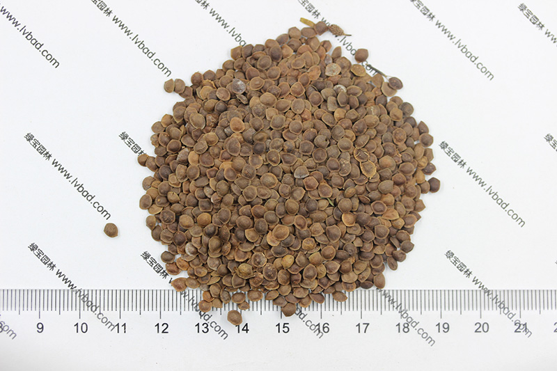 <a href='http://www.hn123.net.cn/caohuazhongzi/1058.html' target='_blank'>含羞草種子</a>