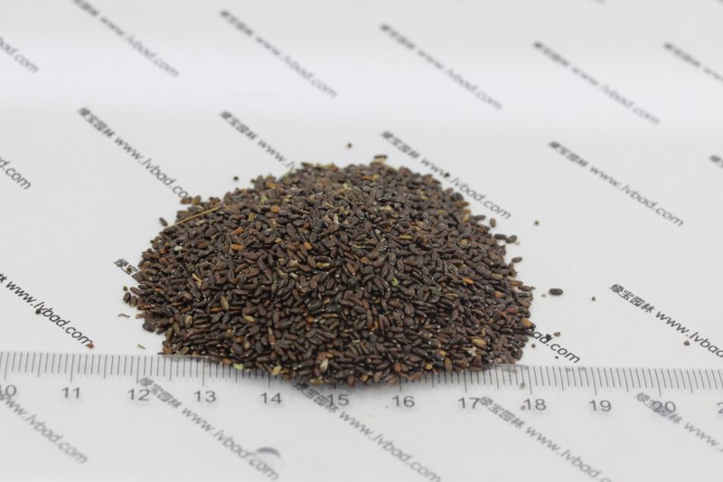 <a href='http://www.hn123.net.cn/caohuazhongzi/1645.html' target='_blank'>薰衣草種子</a>
