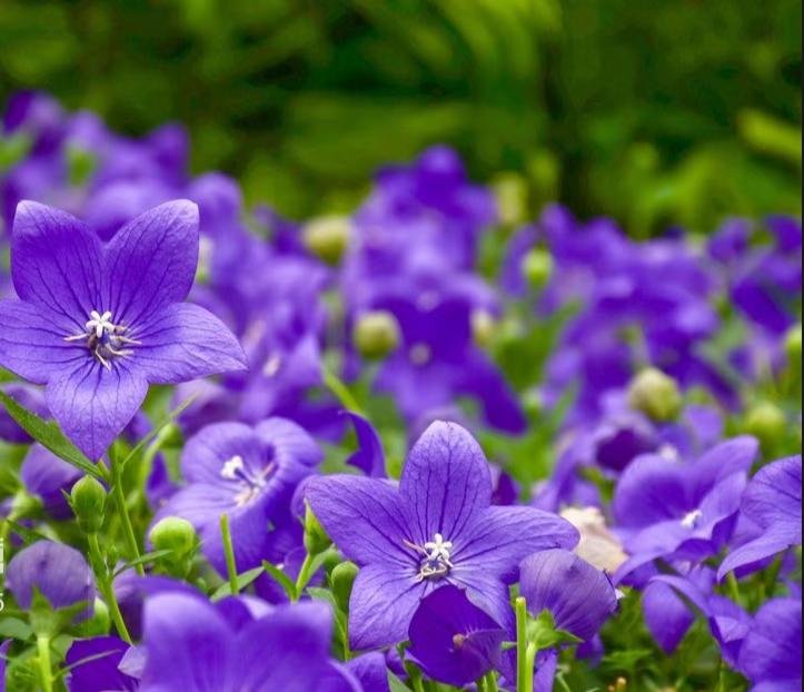 藍色紫色桔梗花圖片