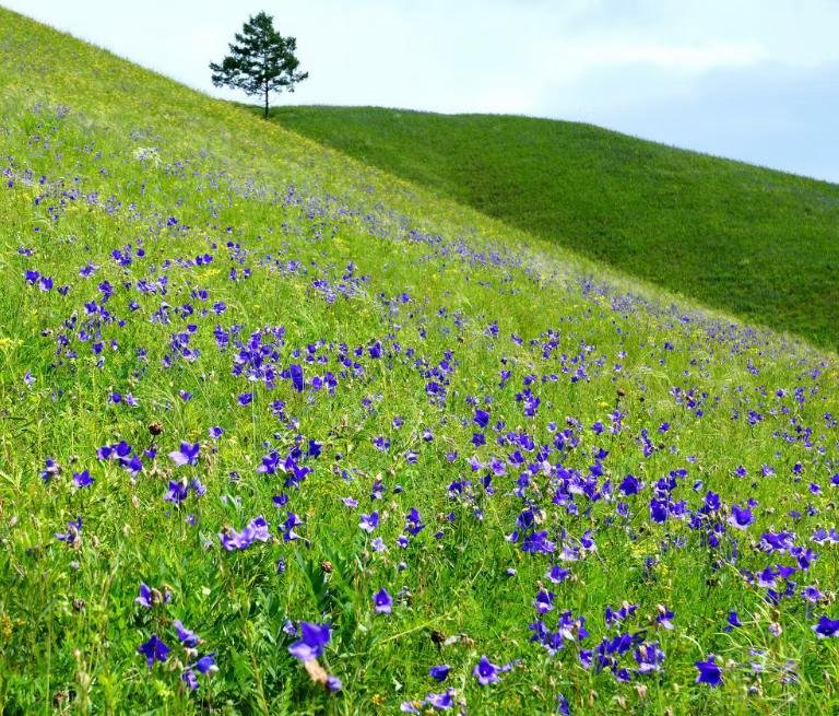 藍色紫色桔梗花圖片