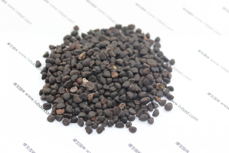 <a href='http://www.hn123.net.cn/caohuazhongzi/1613.html' target='_blank'>牽?；?/a><a href='http://www.hn123.net.cn/' target='_blank'>種子</a>