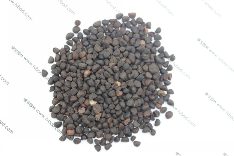 <a href='http://www.hn123.net.cn/caohuazhongzi/1613.html' target='_blank'>牽?；ǚN子</a>