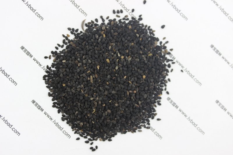 <a href='http://www.hn123.net.cn/caohuazhongzi/1061.html' target='_blank'>黑種草種子</a>
