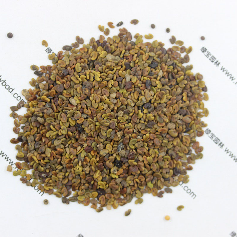 <a href='http://www.hn123.net.cn/yaocaizhongzi/2335.html' target='_blank'>紅花</a>草<a href='http://www.hn123.net.cn/' target='_blank'>種子</a>